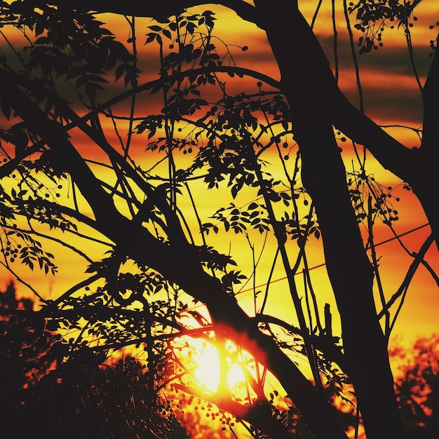 Vista a basso angolo dell'albero a silhouette contro il cielo durante il tramonto