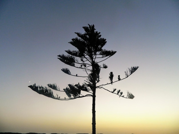 Vista a basso angolo dell'albero a silhouette contro un cielo limpido