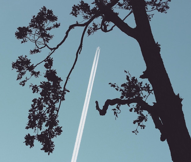 Vista a basso angolo dell'albero a silhouette contro un cielo limpido