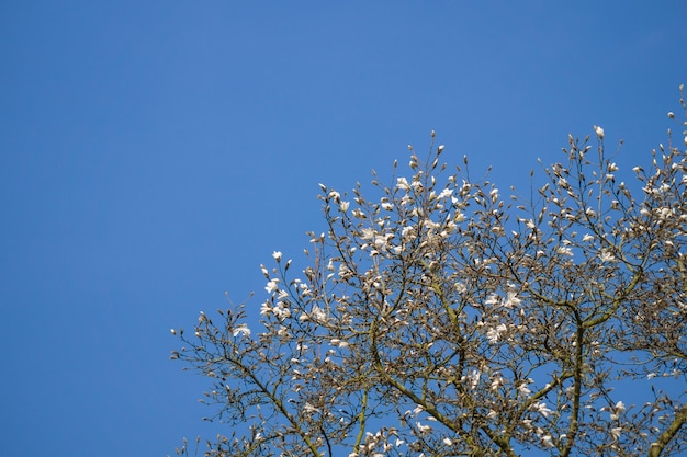 Vista a basso angolo dell'albero in fiore di ciliegio