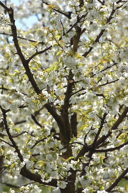 Vista a basso angolo dell'albero in fiore di ciliegio