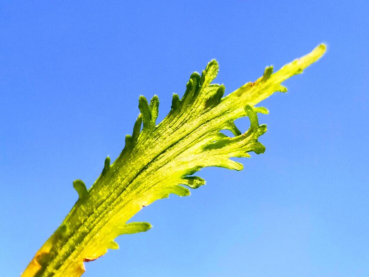 Foto vista a basso angolo dell'impianto contro un cielo blu limpido