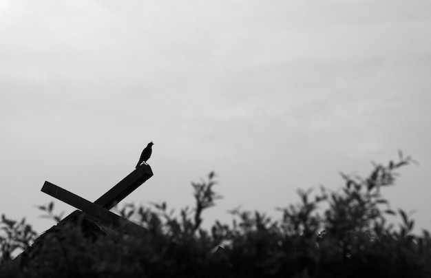 Vista a basso angolo dell'uccello a silhouette contro il cielo