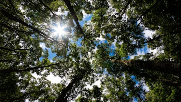 Vista a basso angolo della luce solare che scorre attraverso gli alberi della foresta