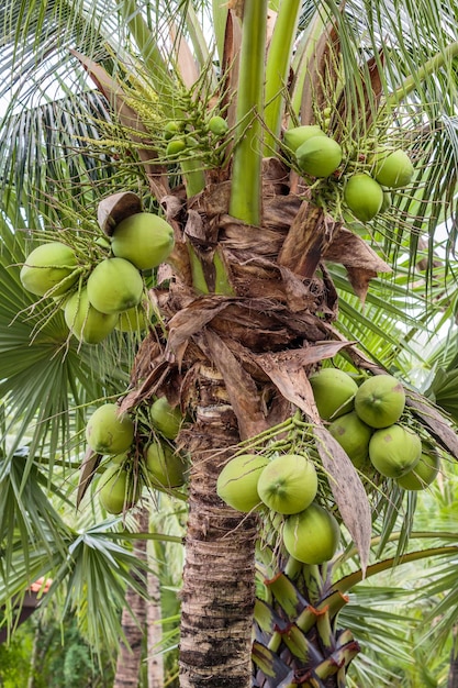 Vista a basso angolo della palma da cocco