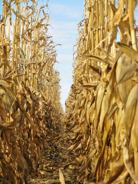 Vista a basso angolo della piantagione di mais