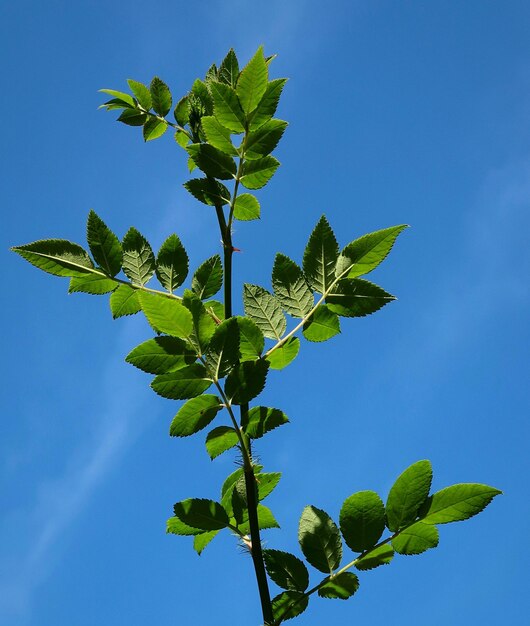 Vista a basso angolo delle foglie contro il cielo blu