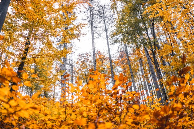 Vista a basso angolo delle foglie d'autunno nella foresta