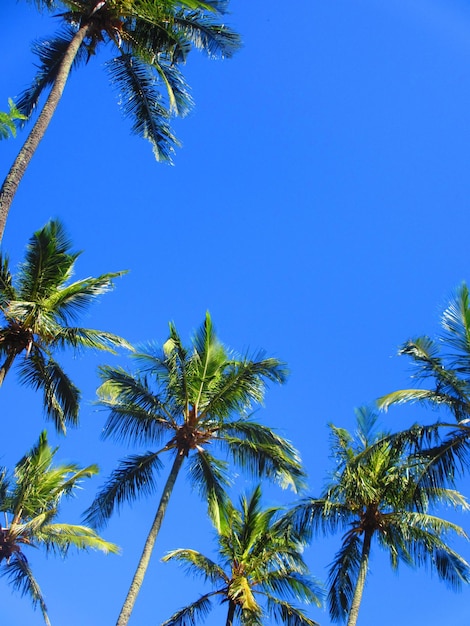 Vista a basso angolo delle palme contro il cielo blu