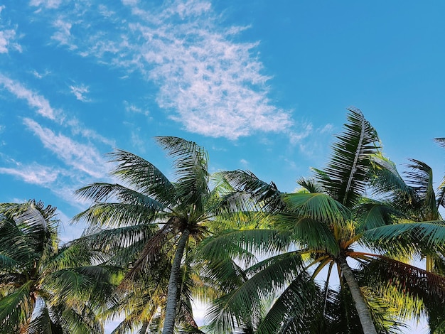 Vista a basso angolo delle palme contro il cielo blu