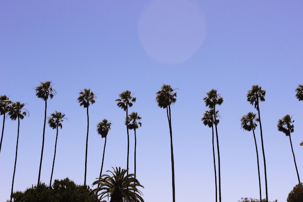 Vista a basso angolo delle palme contro il cielo blu