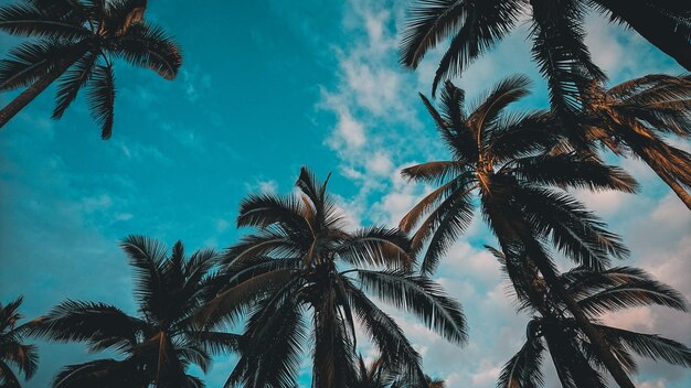 Vista a basso angolo delle palme contro il cielo