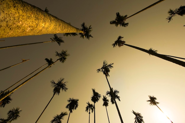 Vista a basso angolo delle palme contro il cielo