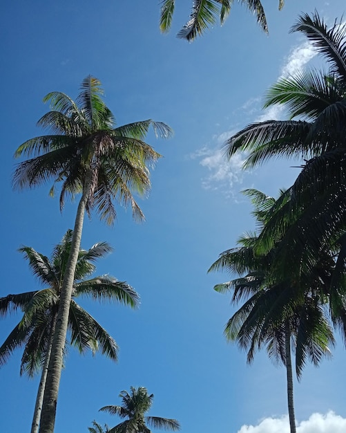 Vista a basso angolo delle palme contro il cielo