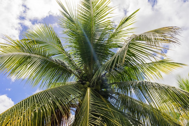 Vista a basso angolo delle palme contro il cielo