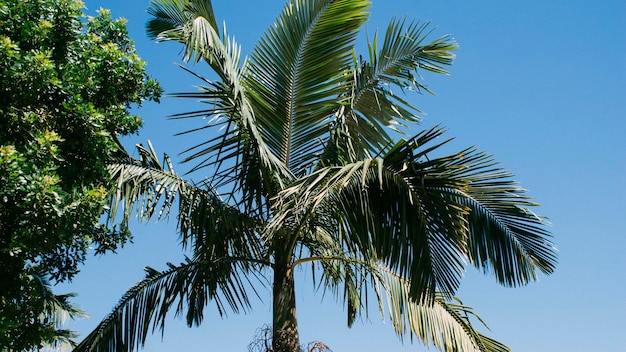 Vista a basso angolo delle palme contro il cielo