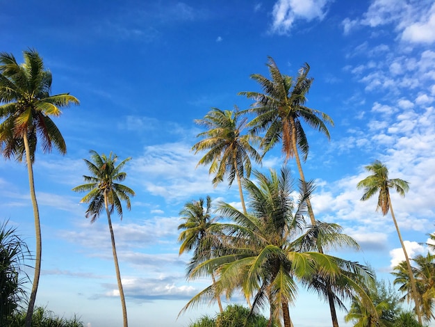 Vista a basso angolo delle palme contro il cielo