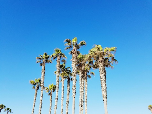 Vista a basso angolo delle palme contro un cielo blu limpido