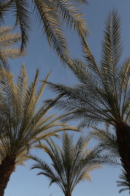 Vista a basso angolo delle palme contro un cielo limpido