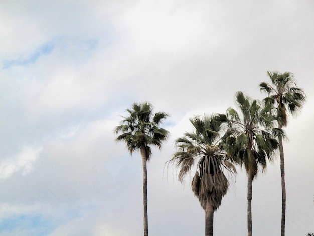 Vista a basso angolo delle palme contro un cielo nuvoloso