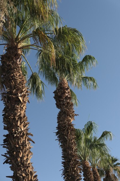 Vista a basso angolo delle palme da cocco contro un cielo blu limpido