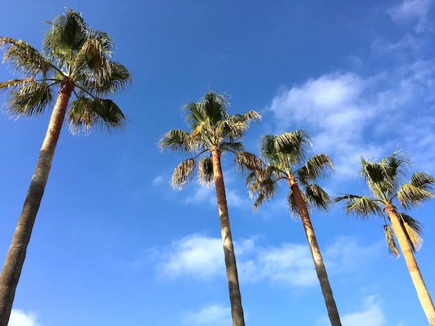 Vista a basso angolo delle palme