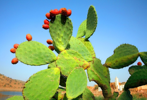 Vista a basso angolo delle piante di cactus