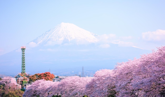 Vista a basso angolo di alberi a fiori rosa contro la montagna coperta di neve e il cielo