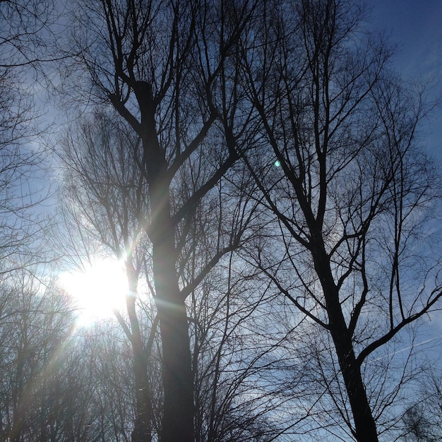 Vista a basso angolo di alberi nudi contro il cielo blu