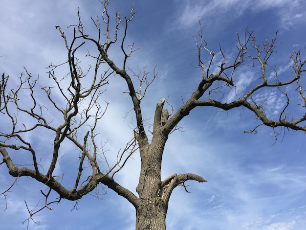 Vista a basso angolo di alberi nudi contro il cielo