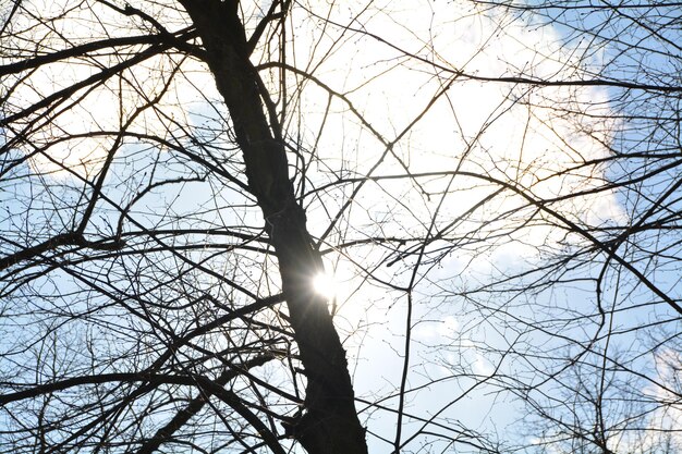 Vista a basso angolo di alberi nudi contro il cielo