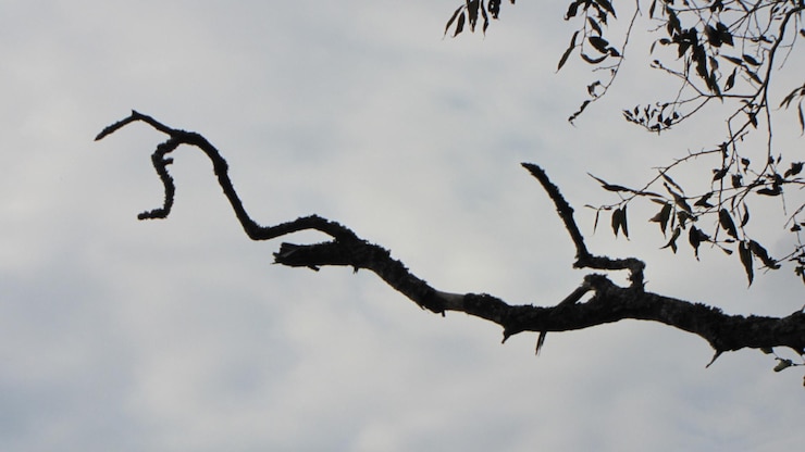 Foto vista a basso angolo di alberi nudi contro il cielo