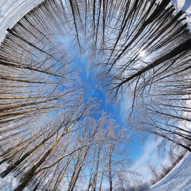 Vista a basso angolo di alberi nudi contro il cielo