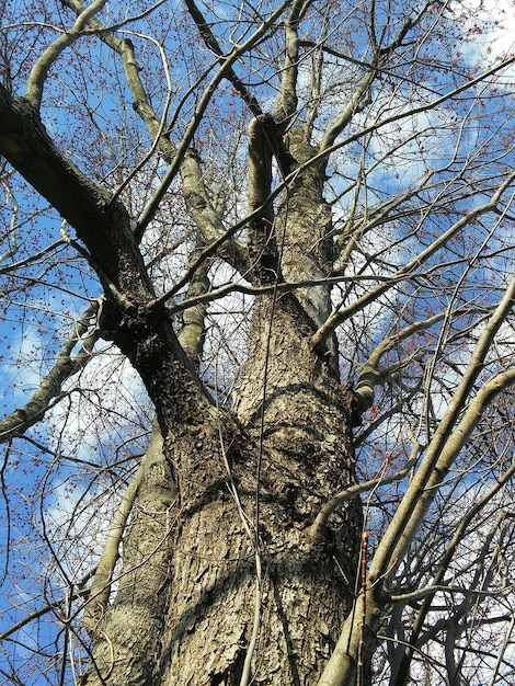 Vista a basso angolo di alberi nudi contro il cielo