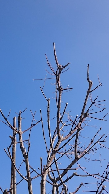 Vista a basso angolo di alberi nudi contro un cielo blu limpido