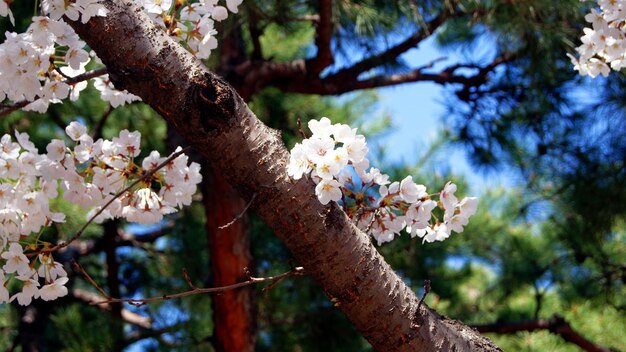 Vista a basso angolo di fiori bianchi sull'albero