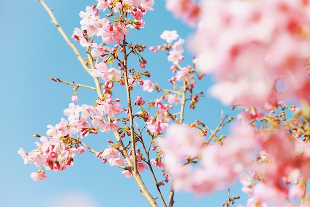 Vista a basso angolo di fiori di ciliegio rosa contro un cielo blu limpido