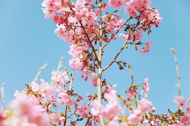 Vista a basso angolo di fiori di ciliegio rosa contro un cielo blu limpido