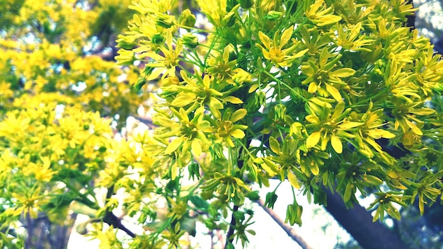 Vista a basso angolo di fiori gialli in fiore nel parco