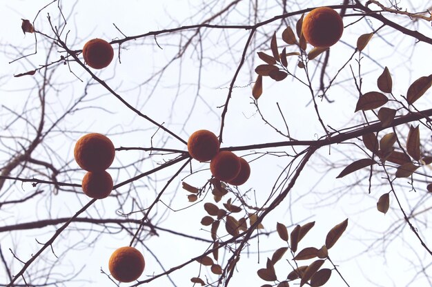 Vista a basso angolo di frutti arancioni appesi all'albero contro il cielo