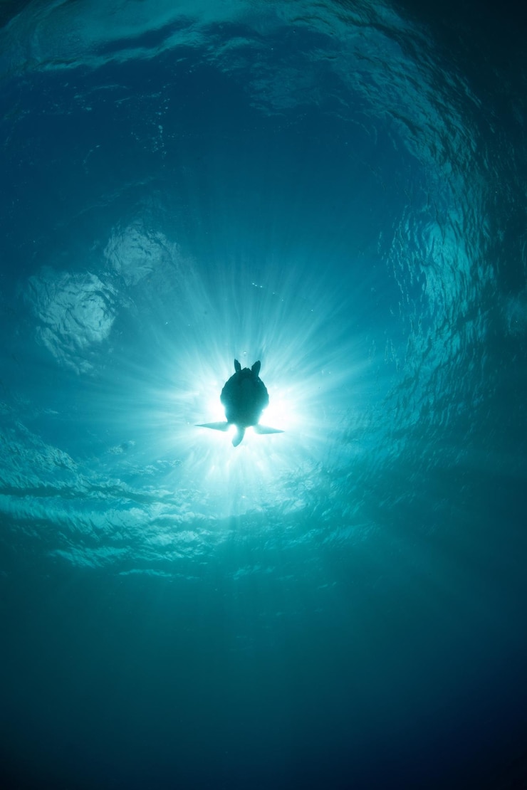 Foto vista a basso angolo di meduse che nuotano in mare