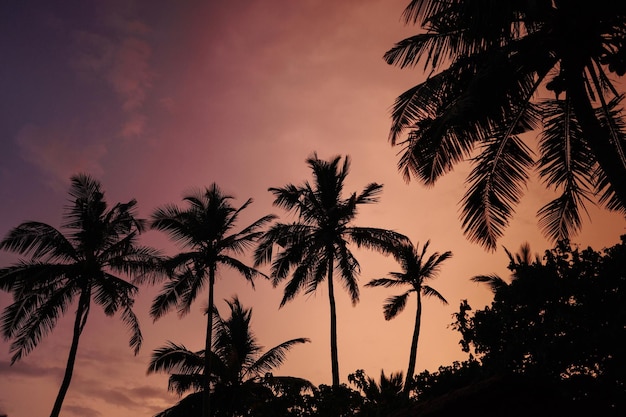 Vista a basso angolo di palme a silhouette contro il cielo