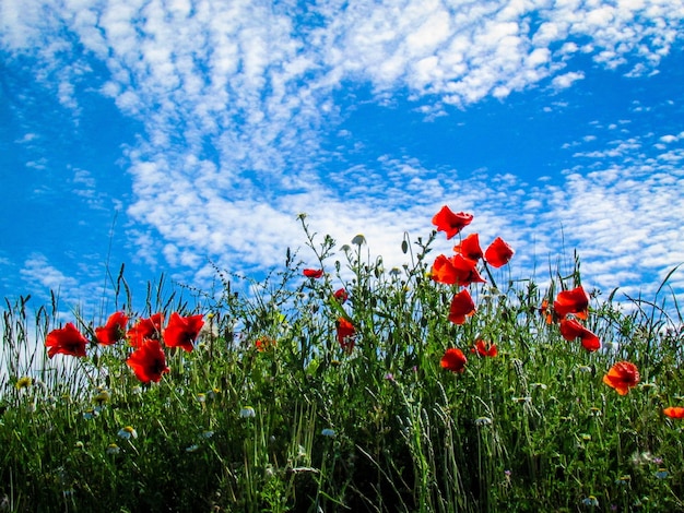 Vista a basso angolo di papaveri in fiore contro il cielo