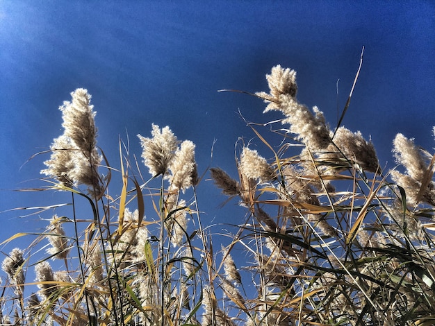 Vista a basso angolo di piante che crescono contro un cielo blu limpido