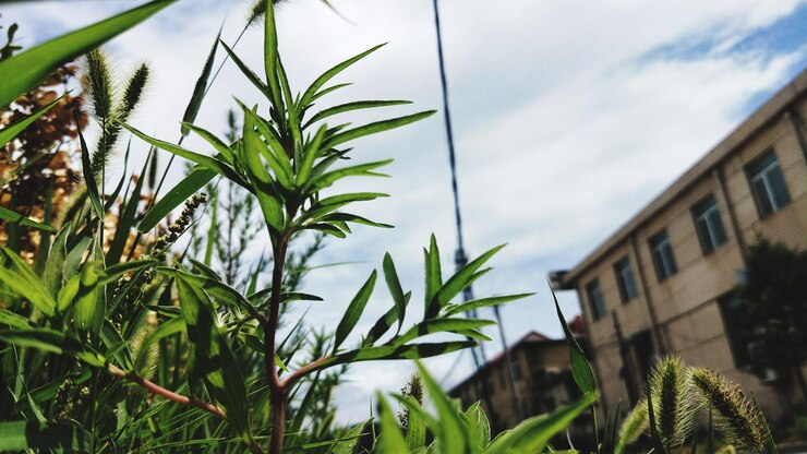 Foto vista a basso angolo di piante e edifici contro un cielo nuvoloso