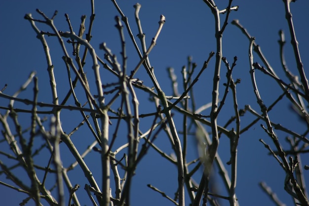Vista a basso angolo di rami di alberi nudi contro un cielo limpido