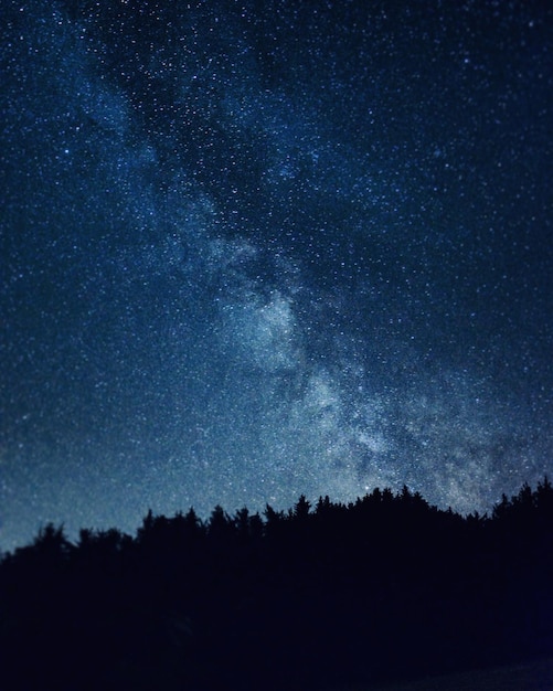 Vista a basso angolo di silhouette di alberi contro il cielo di notte