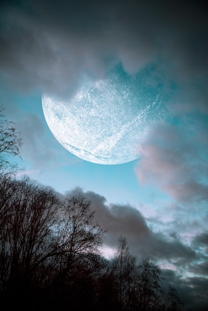 Vista a basso angolo di silhouette di alberi contro il cielo di notte