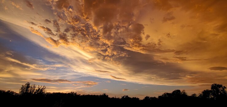 Foto vista a basso angolo di silhouette di alberi contro il cielo durante il tramonto