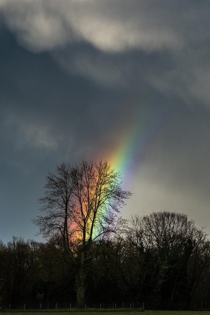 Vista a basso angolo di silhouette di alberi contro il cielo e l'arcobaleno durante il tramonto
